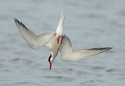 Common Tern - Sterna hirundo (Visdief)