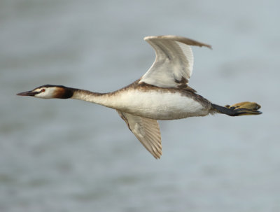 Great Crested Grebe - Podiceps cristatus (Fuut)