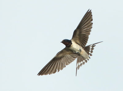 Barn Swallow - Hirundo rustica gutturalis (Boerenzwaluw)