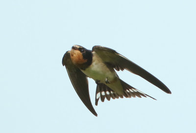 Barn Swallow - Hirundo rustica gutturalis