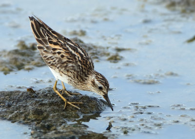 Long-toed Stint - Calidris subminuta (Taigastrandloper)