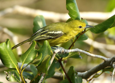 Common Iora - Aegithina tiphia