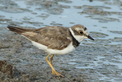 Little Ringed Plover - Charadrius dubius curonicus (Kleine Plevier)