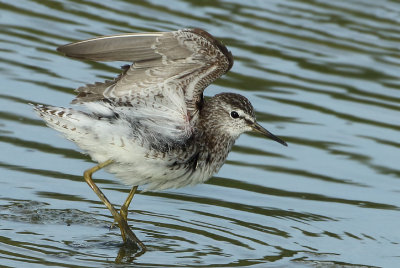 Wood Sandpiper - Tringa glareola (Bosruiter)