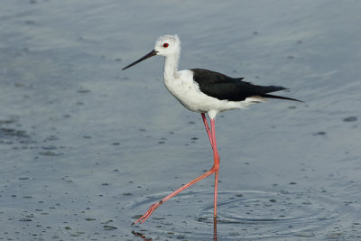 Black-winged Stilt - Himantopus himantopus