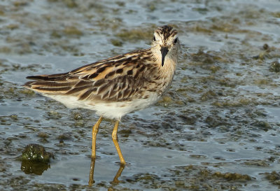 Long-toed Stint - Calidris subminuta (Taigastrandloper)