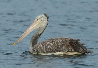 Spot-billed Pelican - Pelecanus philippensis (Grijze Pelikaan)