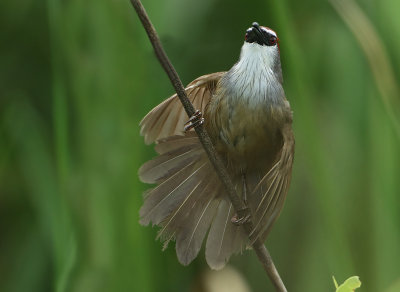 Chestnut-capped Babbler - Timalia pileata