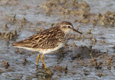 Long-toed Stint - Calidris subminuta (Taigastrandloper)