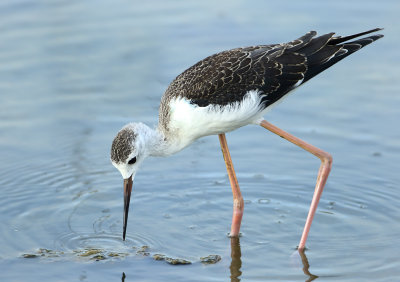 Black-winged Stilt - Himantopus himantopus