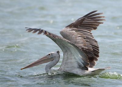 Spot-billed Pelican - Pelecanus philippensis (Grijze Pelikaan)