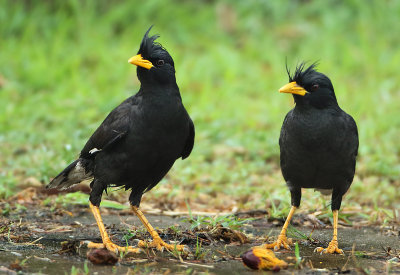 White-vented Myna - Acridotheres grandis (Grote Maina)