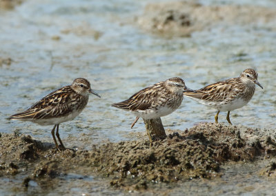 Long-toed Stint - Calidris subminuta (Taigastrandloper)