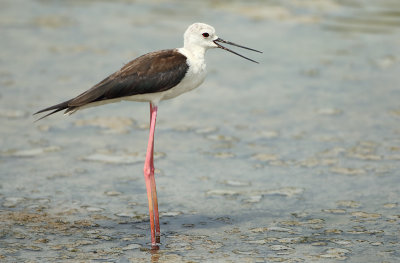 Black-winged Stilt - Himantopus himantopus