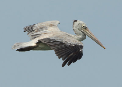 Spot-billed Pelican - Pelecanus philippensis (Grijze Pelikaan)