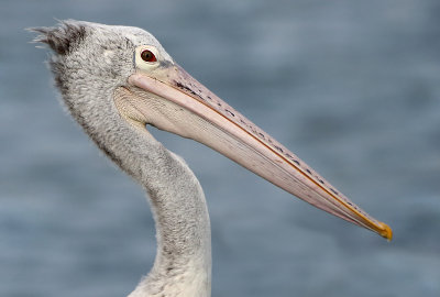 Spot-billed Pelican - Pelecanus philippensis (Grijze Pelikaan)