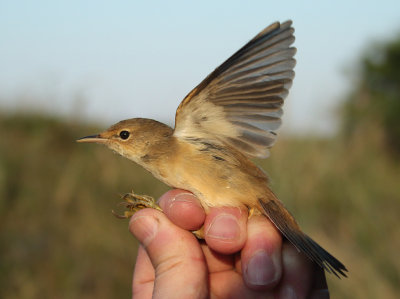 Eurasian Reed Warbler - Acrocephalus scirpaceus (Kleine Karekiet)