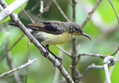 Van Hasselt's Sunbird - Leptocoma brasiliana