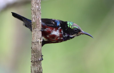 Van Hasselt's Sunbird - Leptocoma brasiliana