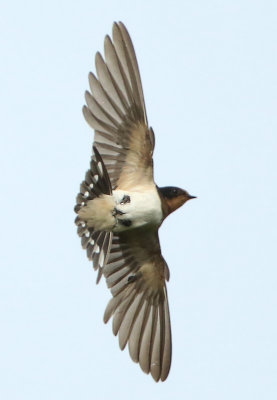 Barn Swallow - Hirundo rustica gutturalis