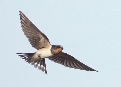 Swallows and Martins - Hirundinidae 