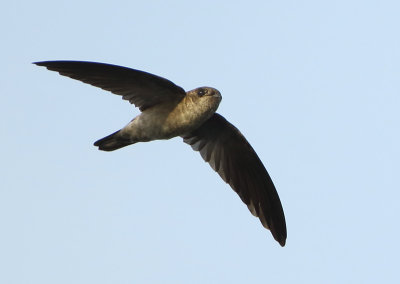 Germains Swiftlet - Collocalia germani