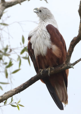 Brahminy Kite - Haliastur indus (Brahmaanse Wouw)