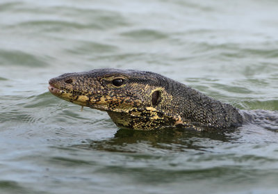 Varanus salvator (Laurenti, 1768)