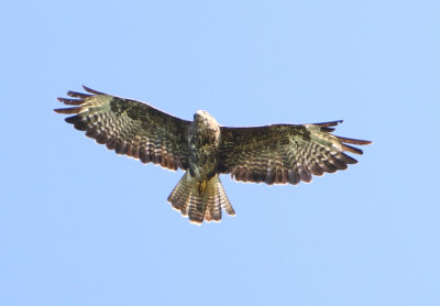 Common Buzzard - Buteo buteo (Buizerd)