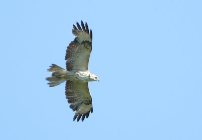 Common Buzzard - Buteo buteo (Buizerd)