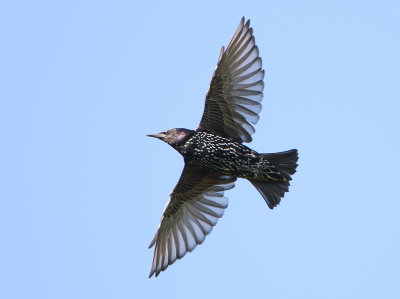 Common Starling - Sturnus vulgaris (Spreeuw)