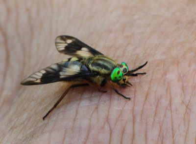 Chrysops relictus (Meigen, 1820)