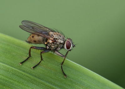Anthomyiidae-spec