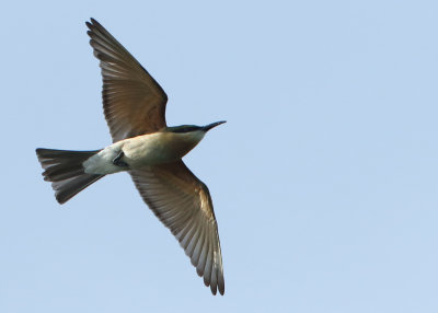 Blue-tailed Bee-eater - Merops philippinus