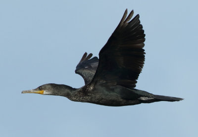 Indian Cormorant - Phalacrocorax fuscicollis (Indische Aalscholver)