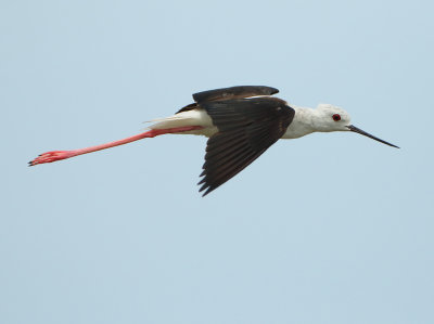 Black-winged Stilt - Himantopus himantopus