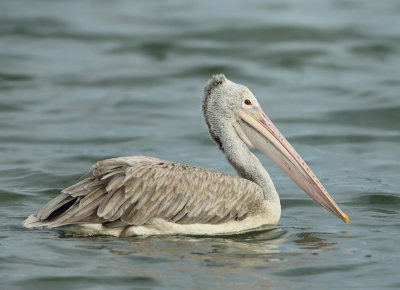 Spot-billed Pelican - Pelecanus philippensis (Grijze Pelikaan)