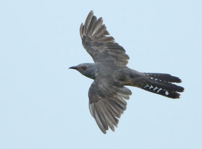 Plaintive Cuckoo - Cacomantis merulinus
