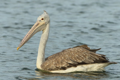 Spot-billed Pelican - Pelecanus philippensis (Grijze Pelikaan)