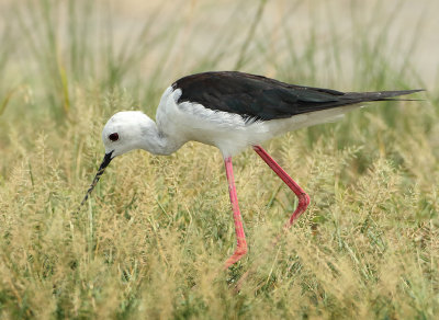 Black-winged Stilt - Himantopus himantopus