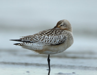 Bar-tailed Godwit - Limosa lapponica (Rosse Grutto)