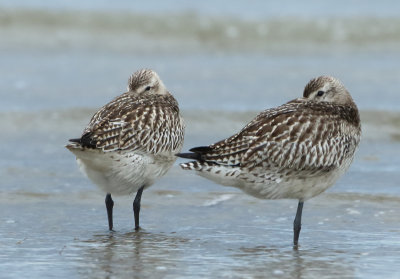 Bar-tailed Godwit - Limosa lapponica (Rosse Grutto)