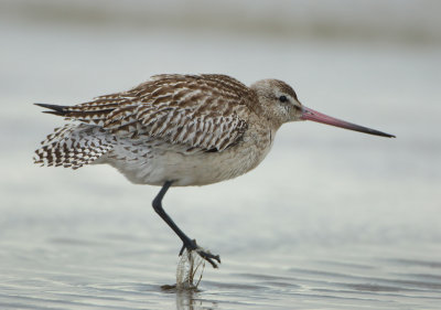 Bar-tailed Godwit - Limosa lapponica (Rosse Grutto)