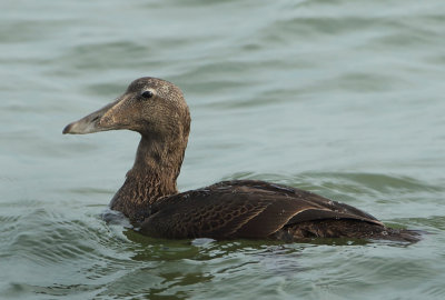 Common Eider - Somateria mollissima (Eider)