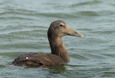 Common Eider - Somateria mollissima (Eider)