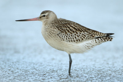 Bar-tailed Godwit - Limosa lapponica (Rosse Grutto)