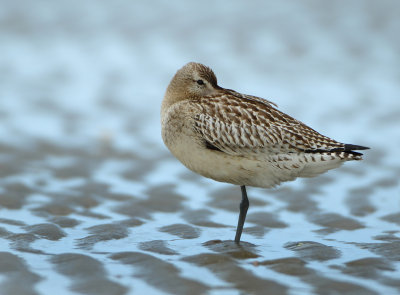 Bar-tailed Godwit - Limosa lapponica (Rosse Grutto)