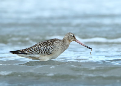 Bar-tailed Godwit - Limosa lapponica (Rosse Grutto)