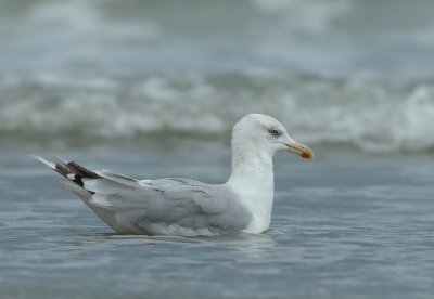 Herring Gull - Larus argentatus (Zilvermeeuw)