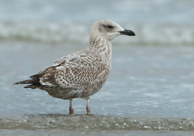 Herring Gull - Larus argentatus (Zilvermeeuw)
